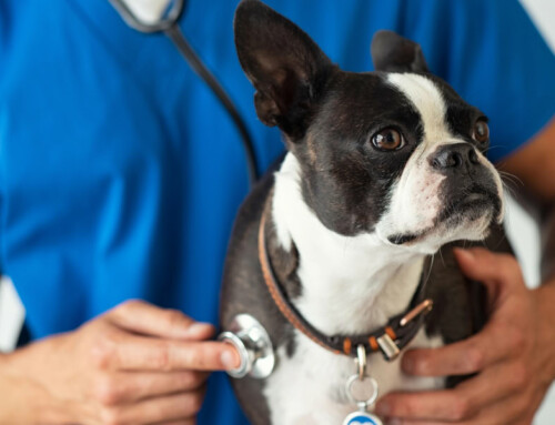 La cardiomyopathie dilatée chez le chien, enfin des réponses ?