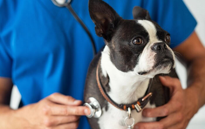 CMD chien alimentation sans céréales