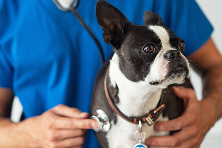 CMD chien alimentation sans céréales