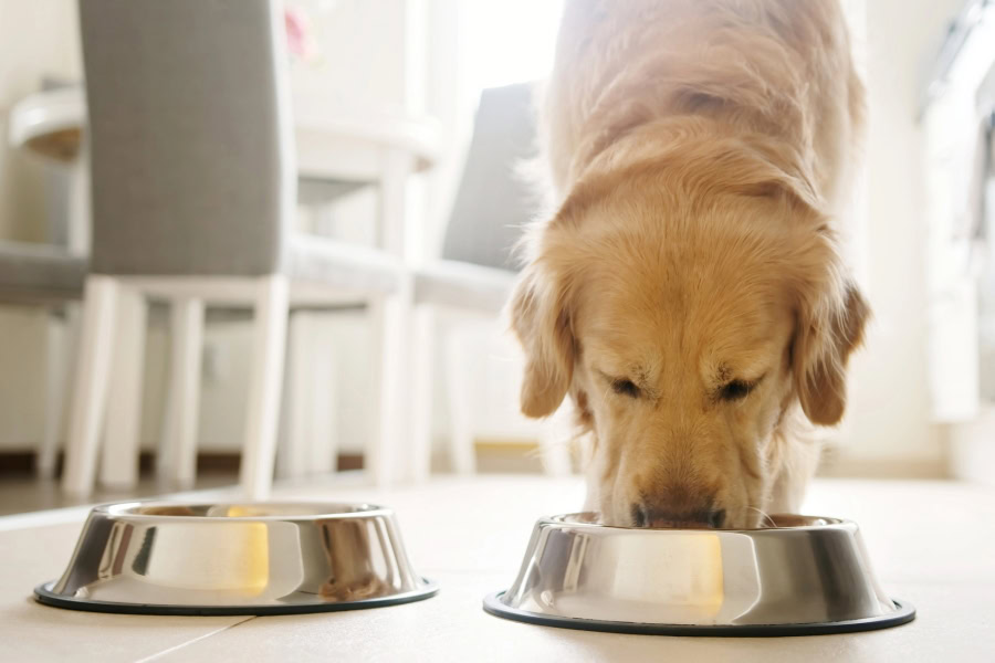 Comparateurs de croquettes chien chat